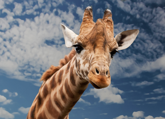 giraffe-safari.jpg